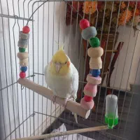 عروس هلندی نر