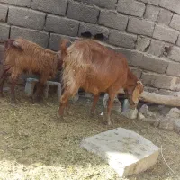 بز ابستن
