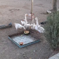 قو غاز قوغاز سفید و خاکستری