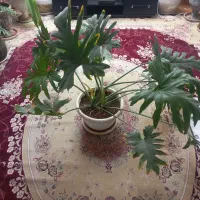 برگ انجیری فر|گل و گیاه طبیعی|آباده, |دیوار