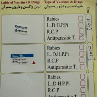 فروش سگ پودل ماده اصیل|سگ|بندرعباس, |دیوار