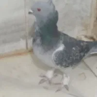 نرماده موشی نوک قناری