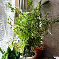 8 مدل گل طبیعی خانگی
