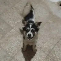 سگ پاکوتاه سالم