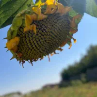 زمین دماوند کیلان داخل بافت سند تک برگ