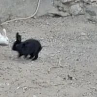 ۱۰عددخرگوش خوشگل وبازی گوش معاوضه