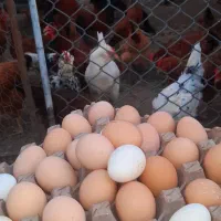 تخم مرغ خوراکی و نطفه دار