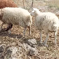 بره نر ارگانیک با تغذیه طبیعی پرگوشت/ مصرف و پروار|حیوانات مزرعه|مشهد, هفت تیر (آب و برق)|دیوار