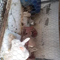 خرگوش نر و ماده به همراه ۴ بچه خرگوش بازیگوش