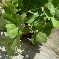 فروش-واحد-همکف-مسکن-ملی