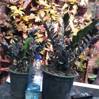 زاموفیلیا سوپر بلک|گل و گیاه طبیعی|باقرشهر, |دیوار