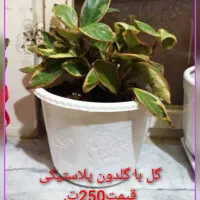 فروش گل....|گل و گیاه طبیعی|فولادشهر, C5|دیوار