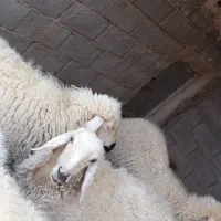 میش وقوچ