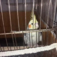 عروس هلندی مولد