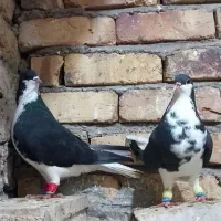 رنگی خوشرنگ شصتی