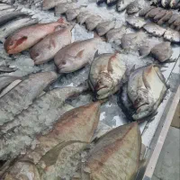 انواع ماهیهای تازه و لذیذ پروتئین اقیانوس