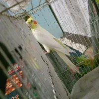 عروس سخنگو