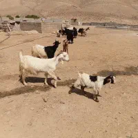 بزکهره دار