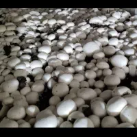 اجاره سالن قارچ مکانیزه