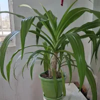 گل سوسن عنکبوتی شاداب