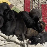 توله سگ مالینویز