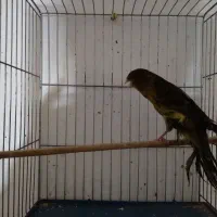 قناری ماده بلند|پرنده|همدان, |دیوار