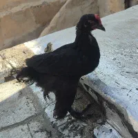 خروس مرندی
