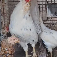 تخم مرغ نطفه دار گلین