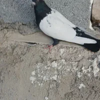 پنجتا کفتر روهم|پرنده|مرودشت, رودبال|دیوار