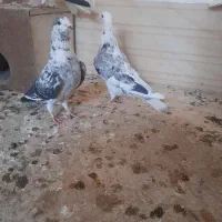 کبوتر|پرنده|خلیل آباد, |دیوار