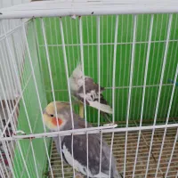 پرنده|پرنده|مشهد, نوید|دیوار