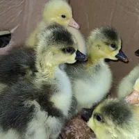 قوغاز اصیل لیندا و افریقایی