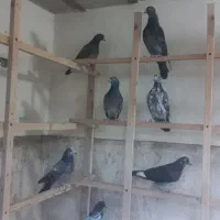 انگلیسی و پتی واله|پرنده|کرج, فاز ۵ مهرشهر|دیوار