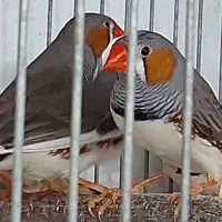 فروش فوری فنج