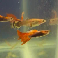 گوپی تخفیف خورده به علت جم آوری