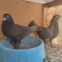 نر و ماده سرکه ای بزن