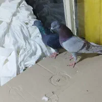 کبوتر پرشی.2عدد.نروماده.ازبلندی گرفتم|پرنده|تهران, مولوی|دیوار