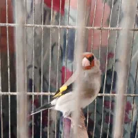 سهره قرص بخون و دهن زیبا