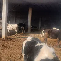 با سلام اجاره گاوداری شیری تازه ساخت|اجارهٔ خانه و ویلا|لاران, |دیوار