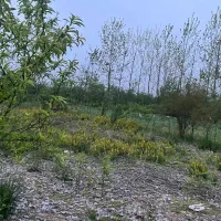 فروش زمین ۱۰۰۰ متری حومه پیربازار|فروش زمین و ملک کلنگی|رشت, بازار|دیوار