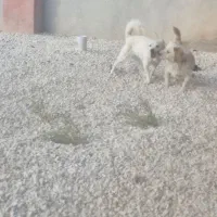 پاپی تربیت شده