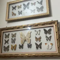 کلکسیون پروانه های طبیعی