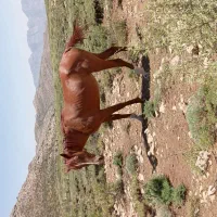 مادیان دره شوری چهار نشان