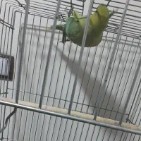 طوطی ملنگو و پایه چرخ داره|پرنده|فولادشهر, مسکن مهر فولادشهر|دیوار