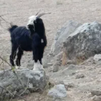 فروش بُز تُرکی