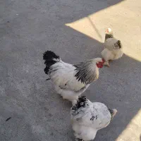 فروش دوعددخروس برهمااصل