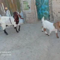 بز با کهرنر|حیوانات مزرعه|زهک, |دیوار