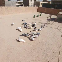 کبوتر|پرنده|گرمسار, |دیوار