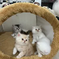 بریتیش لانگ هیر|گربه|رشت, گلسار|دیوار