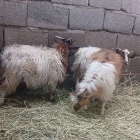 کره فروشی نر